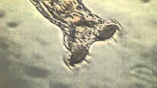 Rotaria sp.
