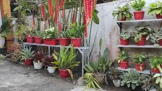 Merombak Taman Kecil di Tepi Halaman