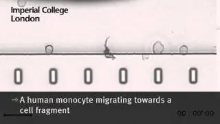 A human monocyte migrating towards a cell fragment