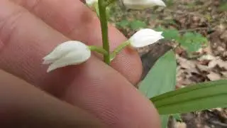 Cephalanthera longifolia, the common names Narrow-leaved Helleborine, Sword-leaved Helleborine