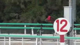 【放馬】ゲートで騎手を落としてフライングでスタート 現地映像