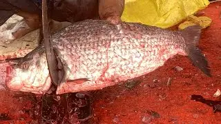 I never seen ll amazing big Katla fish cutting live skills by expert fish cutter in Fishmarket 