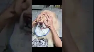 Cane peloso #shorts
