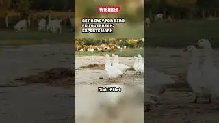 H5N1 Avian Flu: The Pandemic Threat You Need to Know! #shorts #H5N1