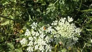 Autumn Insects: 5 or 6 different things here