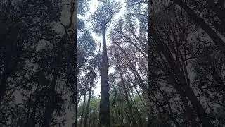 #kodaikalan trip #pineforest