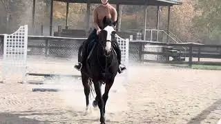 Schooling green horse :) | Charlotte Mould & Fast Alex