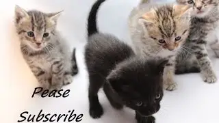 Kittens learn how to walk