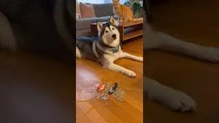 Who Made This Mess? The Husky Says It Was the Cat! #funnycats #funnydogs #husky