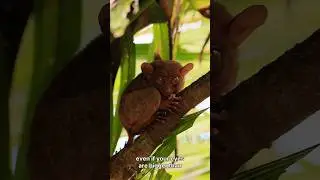 This Animal Has Eyes Bigger Than Its Brain #lifeonearth #life #amazinganimals #facts #tarsier