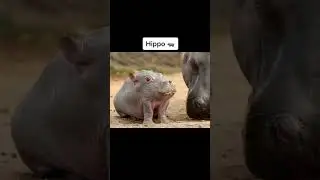 we very love animals, and u? #shorts #edits #videos #cats #dogs #wild #pets #crazy