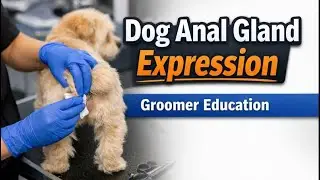 How to Safely Express a Dog&rsquo;s Anal Glands | Groomer Education