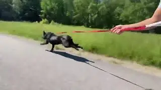 Dog Does A Run With Rollerblading Owner - 1126720
