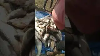 Fresh Fish from Lake Morbi #miltondas9