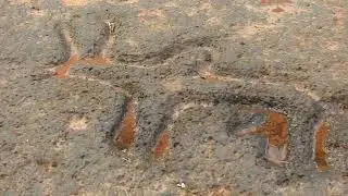 Bovid zoomorphs dominate rock art of Kushavati shamans