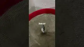 #female #zebra #danios loaded with #egg #shorts #viral #views plz like & subscribe for more video