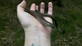Slow worm - padalec zwyczajny