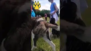 🐾 Paulo Rebelo: Mastering Dog Obedience - Group Training & Socialization Walk 🐕&zwj;🦺