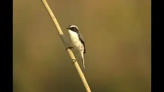 Bird Photography in Jim Corbett | Dhikala Stay 2023 Feb