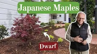 Transforming a Small Backyard with Dwarf Japanese Maples (Garden Tour)