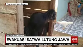 Evakuasi Satwa Lutung Jawa | REDAKSI SIANG (10/06/20)