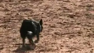TESS TRUEHEART WORKING SHEEP