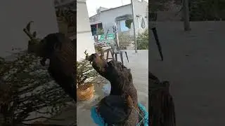 23/2/2022.Ms161. cẩm thị cốt mới về l&ugrave;n lực glae.lh0933429501