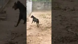 Doberman's power#quality #trending # Doberman's shorts#quality Doberman's