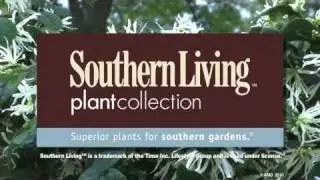 Plant Emerald Snow Loropetalum from Southern Living with Beautiful White Blooms and Compact Growth