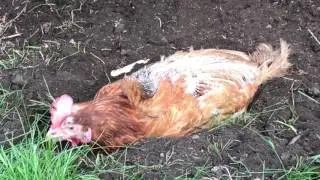 Ex-caged hens dust bathing (spot the cat!)