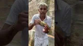 El lucho se le come la mojarra al pajuate 😱