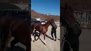 Horse running - film horse #shorts