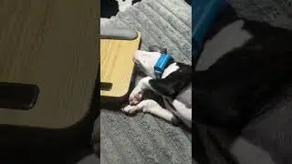 ASMR - Boxer puppy chewing on wood laptop desk #asmr #asmrsounds #asmrvideo #asmrshorts