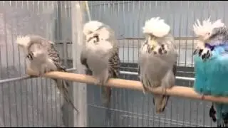 Mike Ball Outstanding & Super Budgerigars