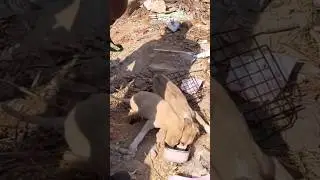 Puppies have fallen in an abandoned water tank | Tactical Rescue| #awcs #dogs #dogrescue #hyd #viral