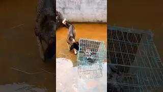 The dog attacked the rabbit😲🦮😡🐇 #dog🦮 #rabbit🐇 #shorts