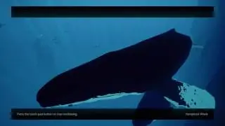 ABZ&Ucirc; creatures humpback whale