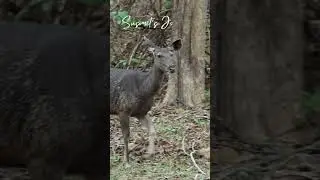 Why This Deer Never Let's It's Guard Down 🦌 #deer #shorts #short #sambardeer #nature #wildlife