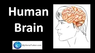 Human Brain | Body Coordination
