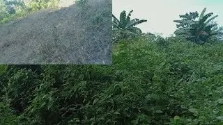 TEKNIK PRAKTIS DAN HEMAT MEMBUKA LAHAN BERKEBUN DENGAN RACUN RUMPUT