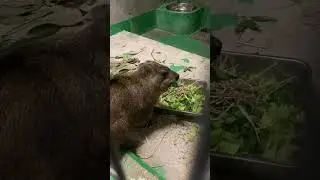 Hyrax doing a double take while eating his food. What&rsquo;s wrong with it? #rockhyrax #hyrax