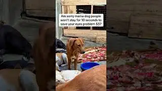 He can barely see the world#DogRescue#SaveTheVoiceless#StrayDogsMatter#AnimalRescueStory #viral #fy