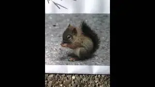 123 little acorns
