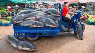Full Video : Harvesting 500kg Giant Catfish & Go to Market Sell - Buy to sell at Vietnamese market
