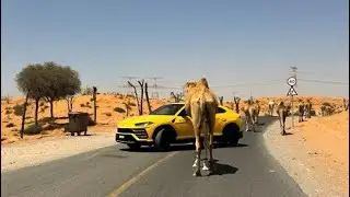 Welcome to the UAE Desert Rally | Powered by Luxury Rally Club