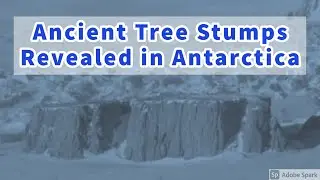 ANTARCTICA HAS ANCIENT GIANT TREE STUMPS ON OUR FLAT EARTH!