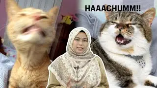 Ini Punca Kucing Anda Bersin
