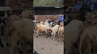 #8179211252 #sheeps #marchalasheep #guntursheep #mende #bakrepalan #palai