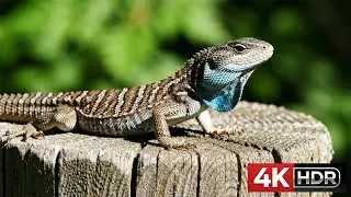 Extreme Wildlife Close-Ups | Ultra 4K Dolby Vision