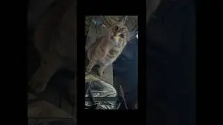 CURIOUS CATS SAVING foreign SOLDIERS in the trenches of Ukraine #drone #mavic #dji